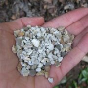 Oyster Shell