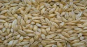 Heygates Flaked Barley