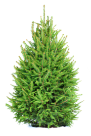 Xmas Tree Traditional English Spruce