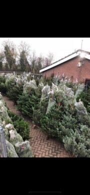 Xmas Tree 7-8ft Value Nordman Non Drop
